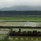 in den Reisfeldern stehen immer wieder Familiengräber