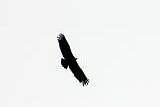 Adler im Pancorbo auf der Heimfahrt von Valladolid nach Lourdes
