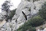 Adler im Pancorbo auf der Heimfahrt von Valladolid nach Lourdes